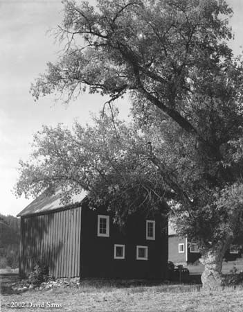 Barn and Tree